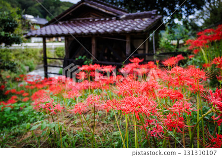 與群孤挺花的鄉下風景 131310107