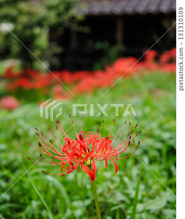 與群孤挺花的鄉下風景 131310109