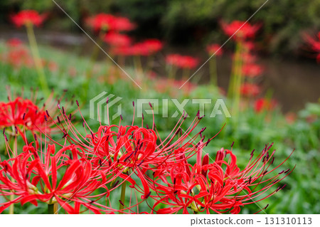 Countryside landscape with cluster amaryllis 131310113