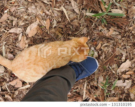 Cute kitten playing at your feet Cute kitten playing at your feet 131310195