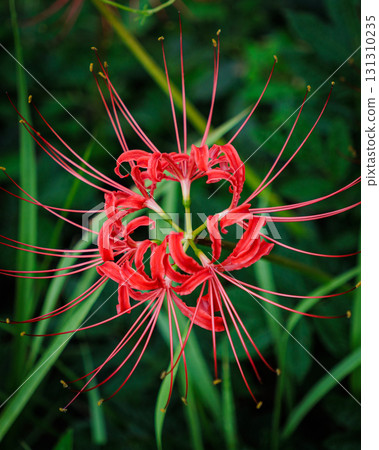 Countryside landscape with cluster amaryllis Countryside landscape with cluster amaryllis 131310235
