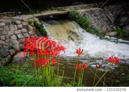 與群孤挺花的鄉下風景 131310239