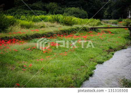 Countryside landscape with cluster amaryllis 131310308