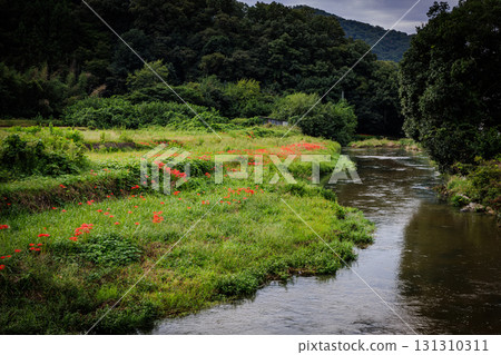 與群孤挺花的鄉下風景 131310311
