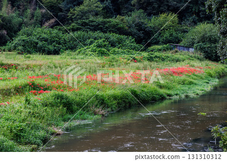 與群孤挺花的鄉下風景 與群孤挺花的鄉下風景 131310312