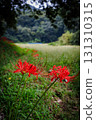 與群孤挺花的鄉下風景 131310315