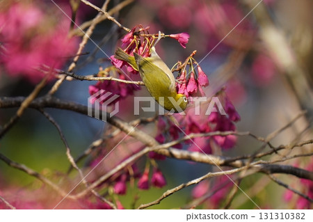 The chestnut smoky cherry blossom nectar The chestnut smoky cherry blossom nectar 131310382