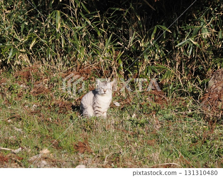 A cute cat warms up in the morning sun on a frosty morning 131310480