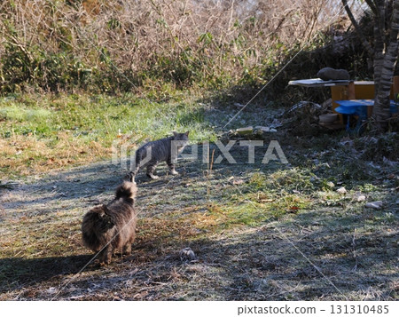 A cute cat warms up in the morning sun on a frosty morning 131310485