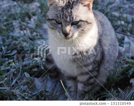 一隻可愛的貓在寒冷的早晨沐浴在早晨的陽光下 一隻可愛的貓在寒冷的早晨沐浴在早晨的陽光下 131310549
