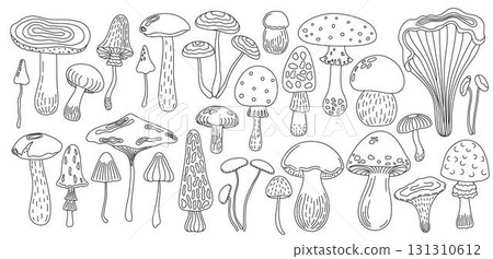 Forest edible mushrooms set yellow boletus, honey fungus vector illustration, seasonal autumn doodle outline drawing healthy vegetarian diet ingredient for menu design, hand drawn image 131310612