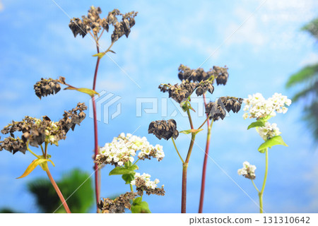 蕎麥種子 蕎麥花 131310642