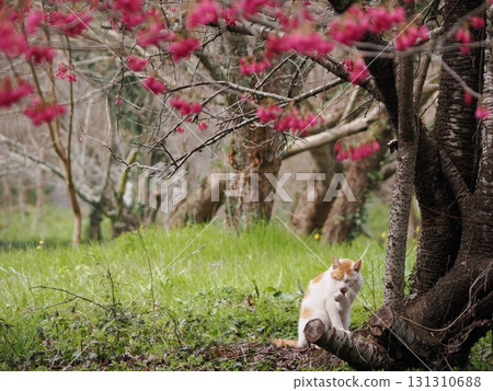 A cat gazing at the winter cherry blossoms 131310688