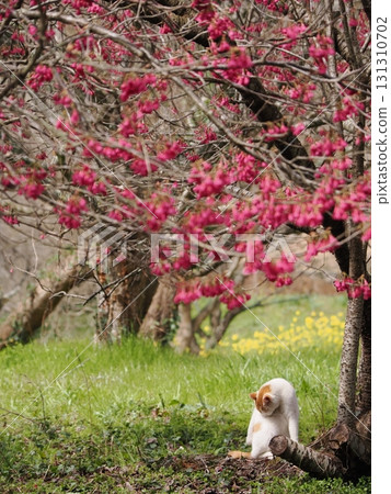一隻貓凝視著冬櫻花 一隻貓凝視著冬櫻花 131310702