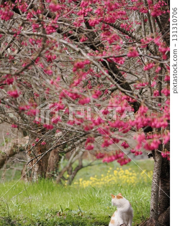 A cat gazing at the winter cherry blossoms 131310706