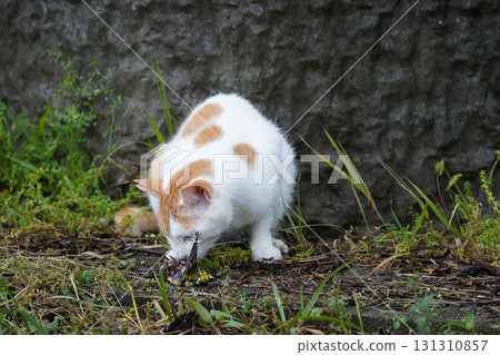 Cute cat catching a small bird 131310857