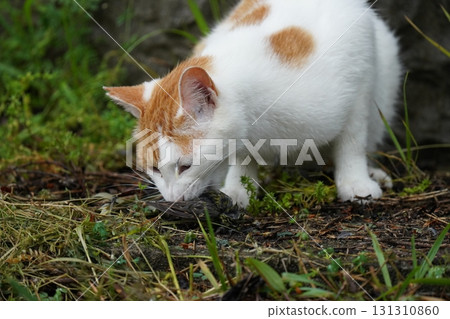 Cute cat catching a small bird 131310860