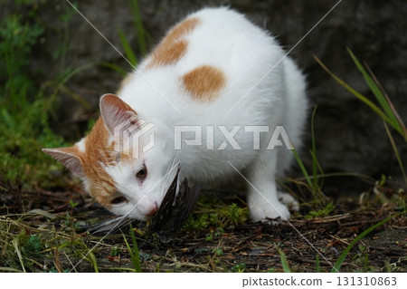 可愛的貓捉一隻小鳥 131310863