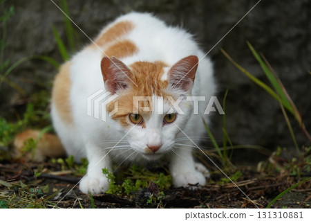 Cute cat catching a small bird Cute cat catching a small bird 131310881