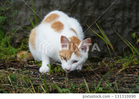 Cute cat catching a small bird Cute cat catching a small bird 131310890