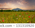 Mount Tsukuba and poppies in the sunset Mount Tsukuba and poppies in the sunset 131310920