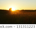 summer landscape in a field at sunset. meadow grasses in the soft background light. 131311223