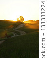 summer landscape in a field at sunset. A herd of horses grazing in a meadow 131311224