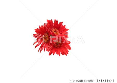 Bouquet of gerberas on white background Bouquet of gerberas on white background 131311521