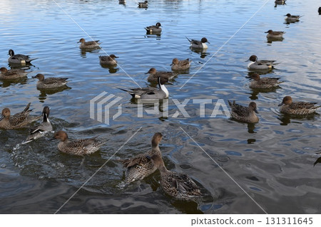 燕子在池塘里游泳 131311645