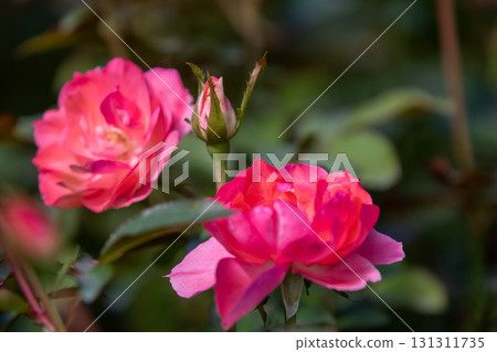 Autumn Roses Nakanojo Gardens Autumn Roses Nakanojo Gardens 131311735