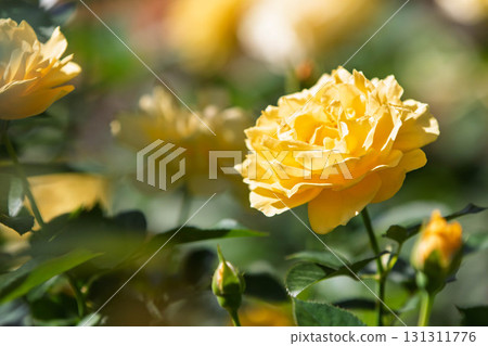 中之條花園的秋日黃玫瑰 中之條花園的秋日黃玫瑰 131311776