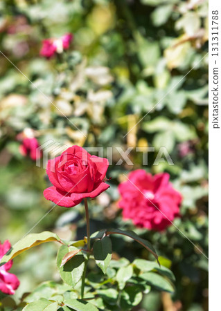 Red Roses Nakanojo Gardens 131311788