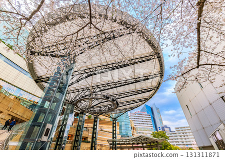Cherry blossoms at Roppongi Hills in Minato Ward, Tokyo 131311871