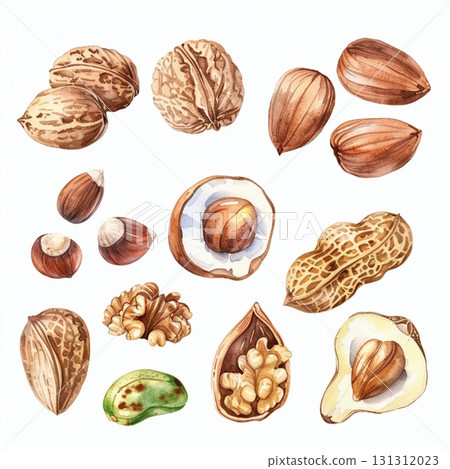 autumn watercolor leaves and nuts on white background. Decor for Halloween, Thanksgiving. 131312023