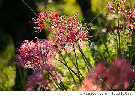 Cluster amaryllis illuminated by the morning sun Cluster amaryllis illuminated by the morning sun 131312052