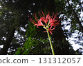 The red, slender petals of the red spider lily are eye-catching, and their vibrant color stands out in the dark forest. 131312057