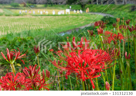 Higankishaka和稻草人 Higankishaka和稻草人 131312130