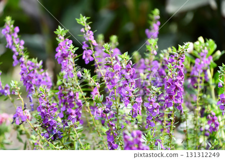 Angelonia 131312249