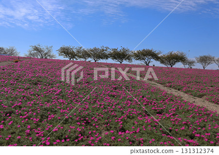 花卉廣場，山丘上盛開的松葉牡丹 131312374