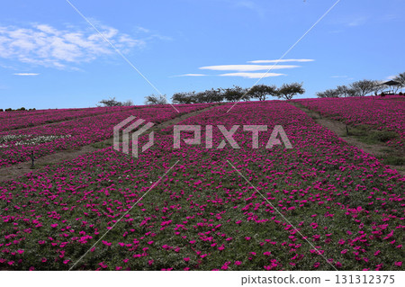 花卉廣場,山丘上盛開的松葉牡丹 花卉廣場,山丘上盛開的松葉牡丹 131312375
