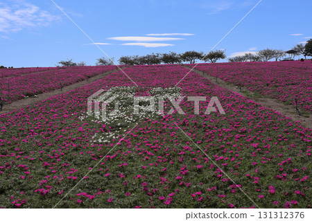 花卉廣場，山丘上盛開的松葉牡丹 131312376