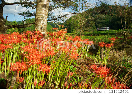秋季的智頭特快 秋季的智頭特快 131312401