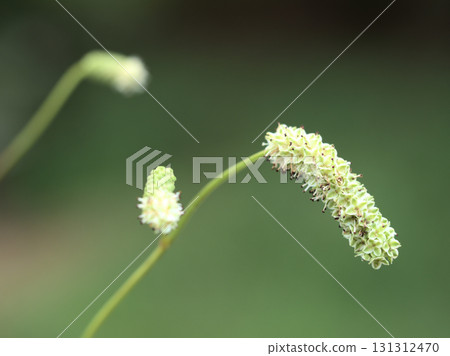 9月盛開的長葉鶯的白色花朵 131312470