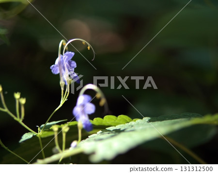 九月盛開的美麗藍色 kariganesou 花 131312500