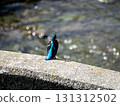 The back view of a kingfisher standing on the riverbank 131312502
