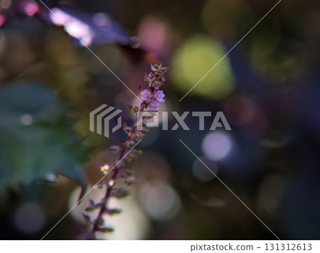 Small perilla flowers blooming in September 131312613