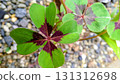 The four-leaf clover is cute 131312698