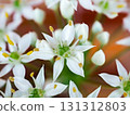 Nira Flower 131312803