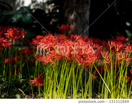 Higankishaka Higankishaka 131312889