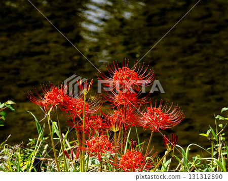 Higankishaka Higankishaka 131312890